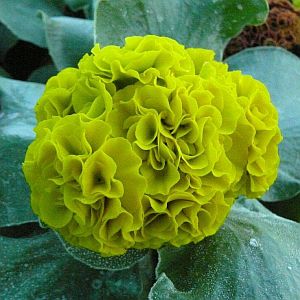 dave-skinner-sunshine