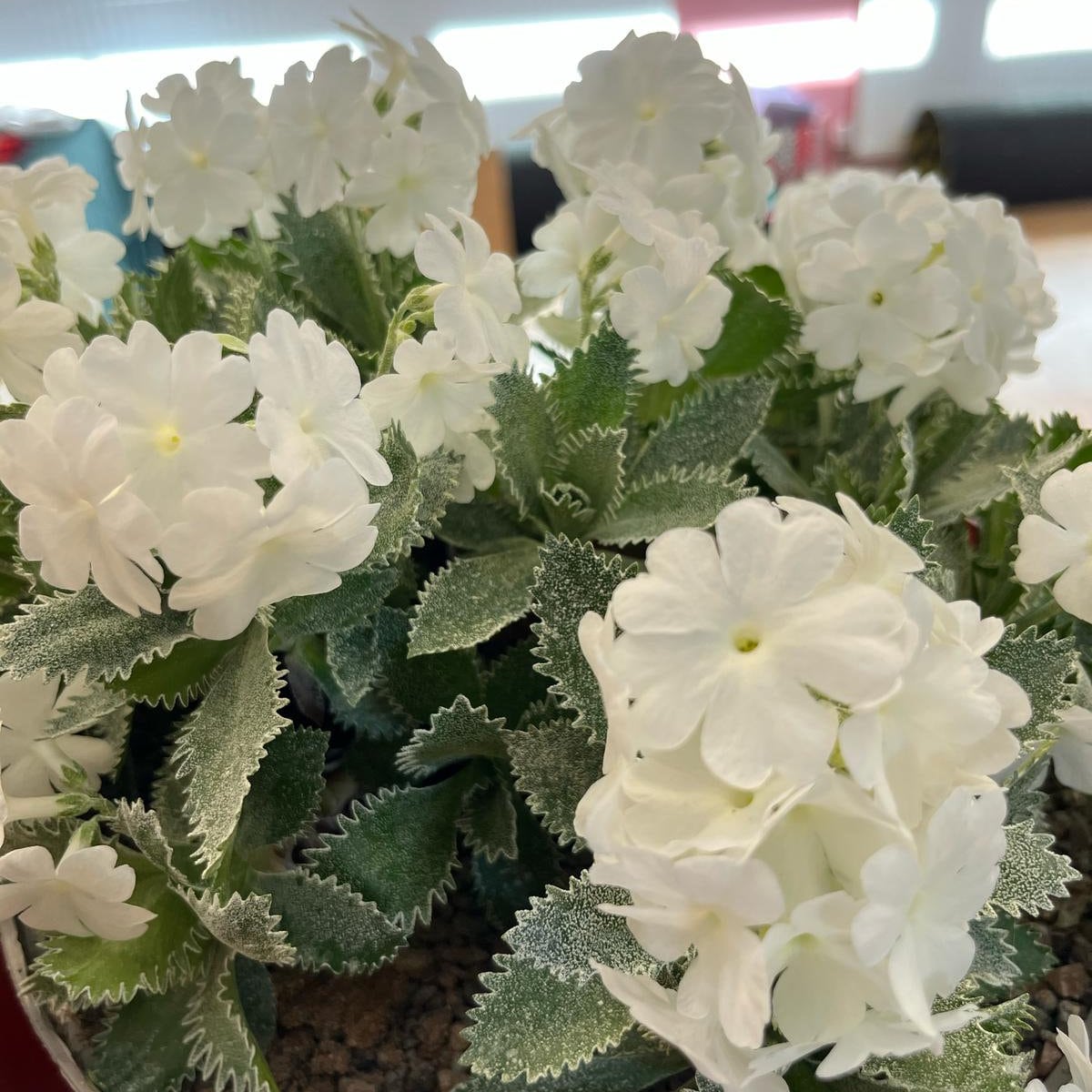 P. marginata Late Frost