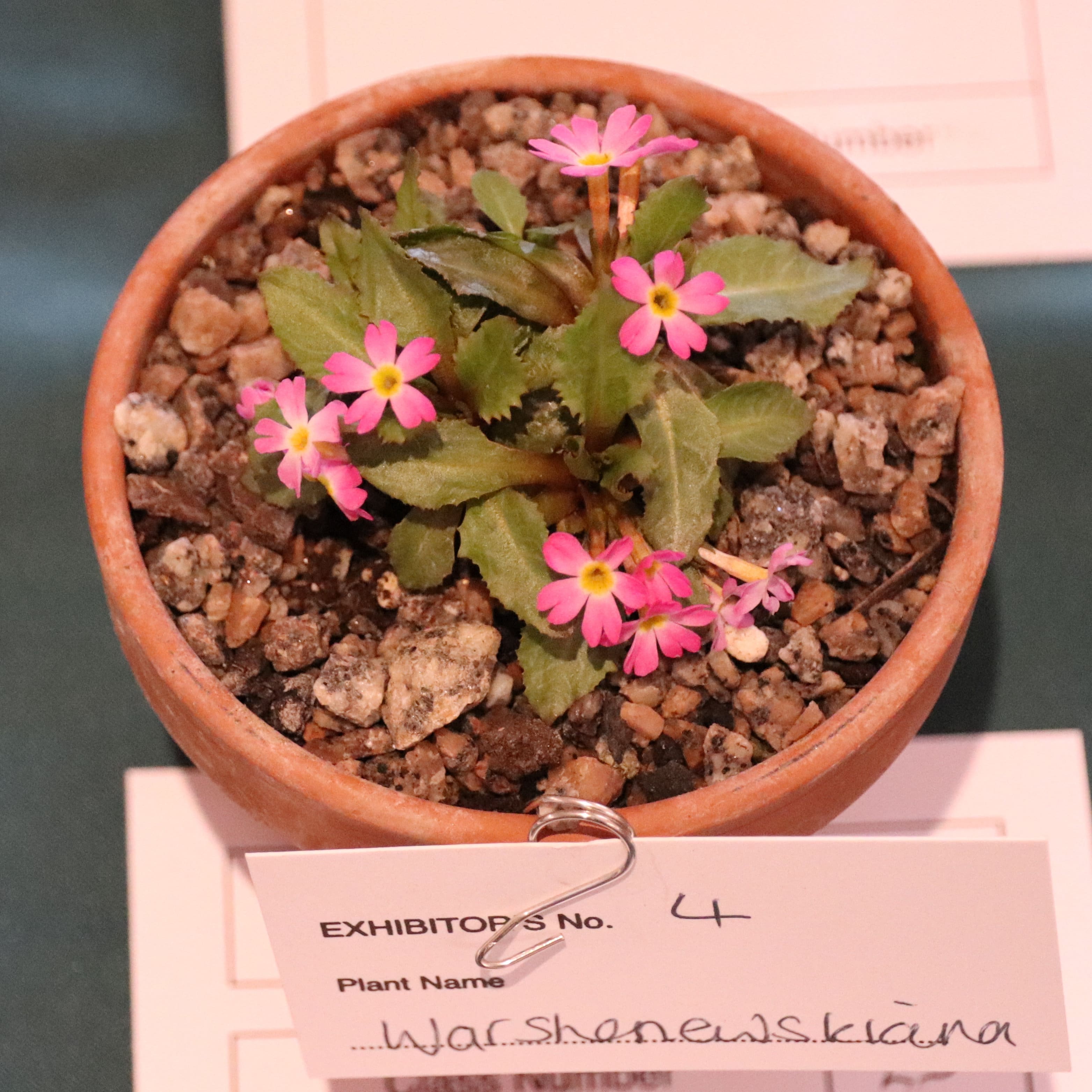 Primula warschewskiana