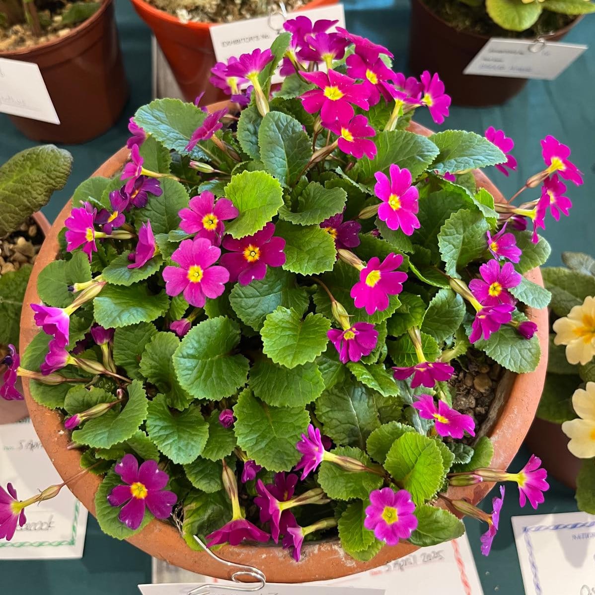 Lingwood 31-Lingwood-Beauty