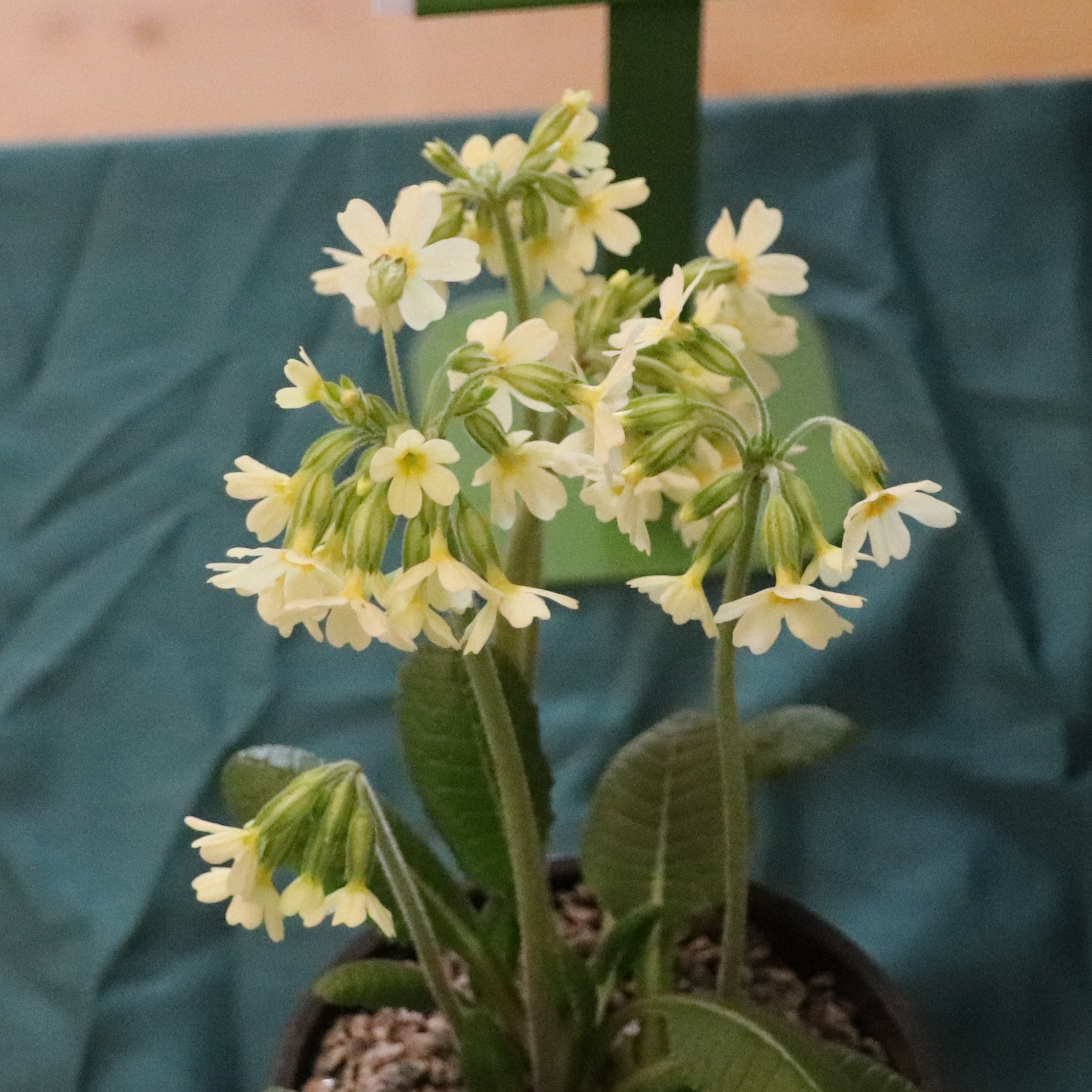 Primula elatior