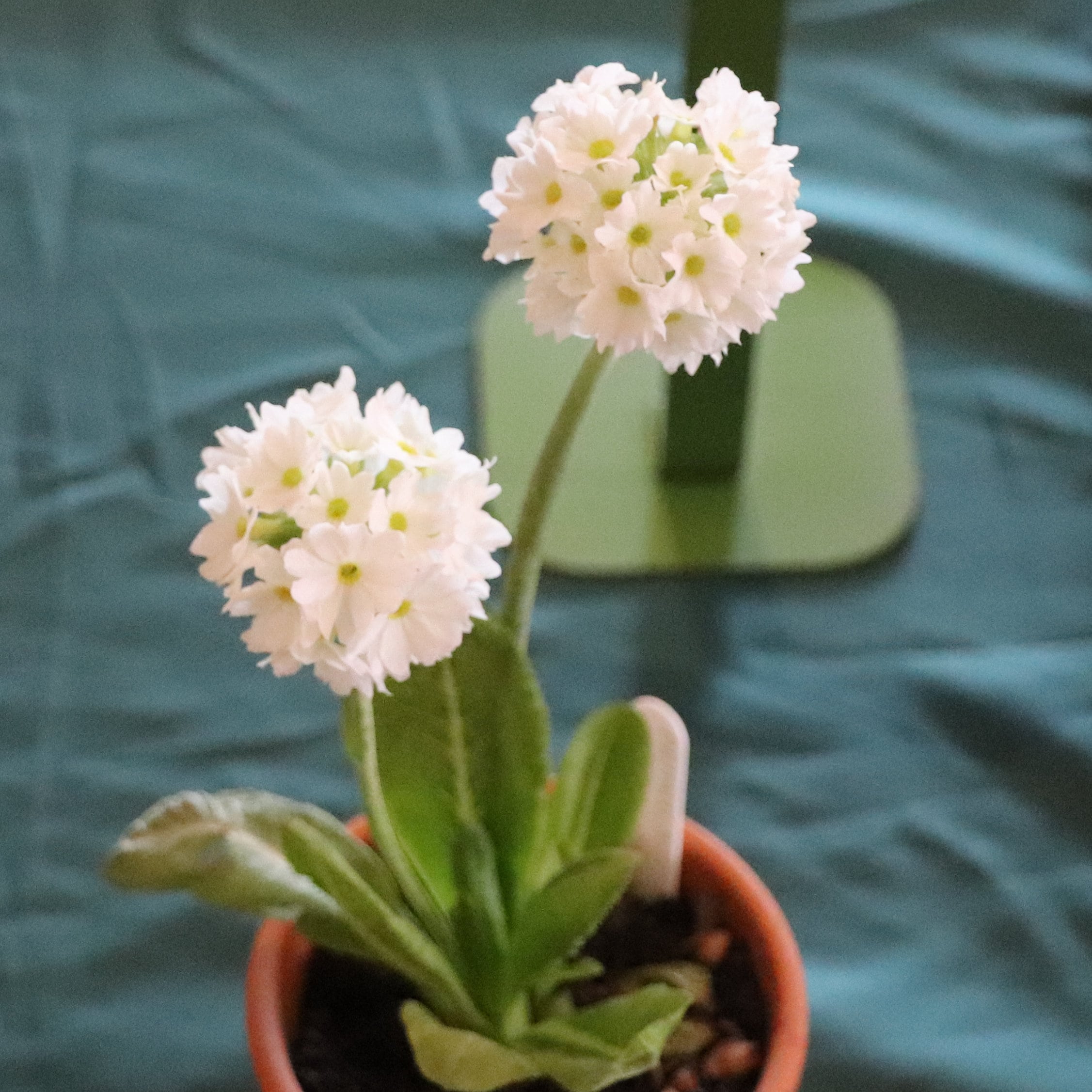 Primula denticulata