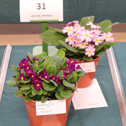 P-31-1-ac-min.jpg